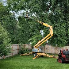 Best Root Management and Removal  in Prescott Valley, AZ