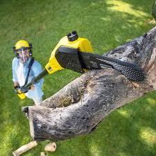 Best Leaf Removal  in Prescott Valley, AZ