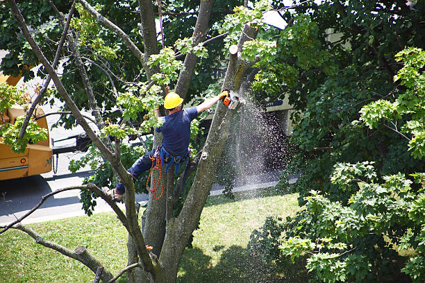  Prescott Valley, AZ Tree Care Pros