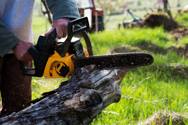 Best Storm Damage Tree Cleanup  in Prescott Valley, AZ